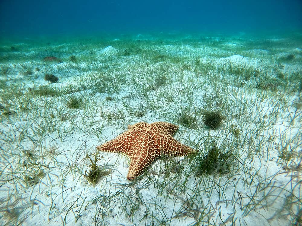 Starfish